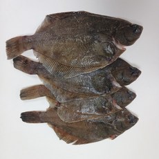봄 도다리 남해안 자연산 손질 도다리 당일조업 당일발송, 1개, 1kg(2-4미)