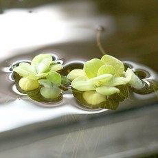 미미네아쿠아 부상수초 미니 물배추 6촉, 1세트