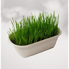 【官方直營】心僕 Simple Sense 貓草ＤＩＹ組，天然無毒，幫助消化，貓咪安心食用, 1個