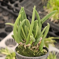 와세리 동서양란 향기가득 흰색꽃 난초 스마일화훼유통, 1개