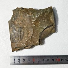 고생물 화석 표본 세트 실물 모형 전시 수집 자연학습 관찰 자료, 1