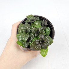 아비가든 허브 민트 6종, 2개, 2.오데코롱민트 1+1