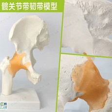 인체모형 science 무릎 시험 관절모형 과학, A. 젖을 섞은