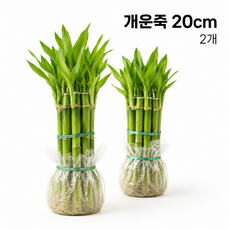 개운죽 20cm 뿌리포장 수경재배 생화 행운 대나무 실내 장식용 식물, 2세트