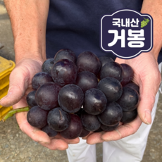 [20박스 한정수량만] 국내산 거봉 포도, 1박스, 2~4수 1.5kg