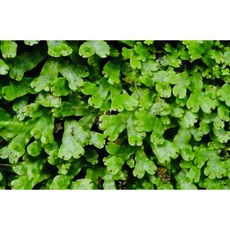 苔鑽 巨人地錢「片裝10*10cm」人工培育苔蘚 鋪面水陸缸微景觀造景 DIY青苔 生態瓶, 1個