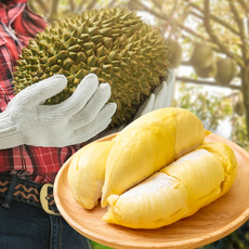 생두리안 태국생두리안 고당도 깐 두리안 항공직송, 1개, 손질 컷팅 두리안 500g