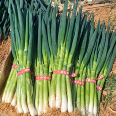 진돌이네 산지직송 진도대파 2KG 5KG 10KG, 1박스