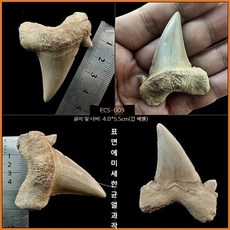 고대 상어 메갈로돈 이빨 화석 실물 표본 전시 수집용 해양 화석, ECS-009(아크릴박스 포함)