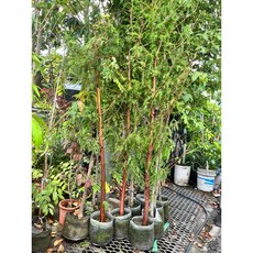 霏霏園藝 落羽松植株, 1個, 8吋高150-200高880元頭2-3分