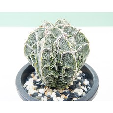 반야백조돌기난봉옥 중대품 실생 동일품-260317 아프리카식물 코덱스 멸종위기 희귀선인장