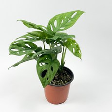 글라스가든 몬스테라 아단소니 소품 수경재배 수중 실내공기정화 키우기 쉬운 식물 키우기, 6개