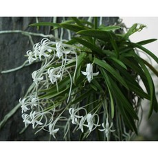 [루반정원] 세엽 풍란 (향기좋고 소엽보다 잎이 가늘어요), 1개