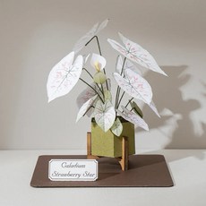 紙風景 彩葉芋紙模型雷射材料包 DIY手作盆栽擺飾 附壓克力展示盒, 1個, 彩葉芋-9028411