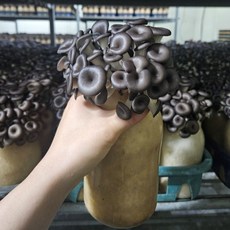 실패 없는 느타리 버섯 키우기 키트 재배, 12개, 느타리 재배 키트