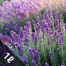 E010 라벤더 1L (Lavender) 프래그런스오일 캔들 디퓨저 향수, 1개