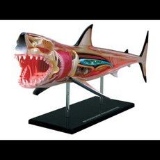 4d 상어 동물 해부학 모델 해골 의료 교육 보조 실험실 교육 장비 마스터 퍼즐 조립 장난감