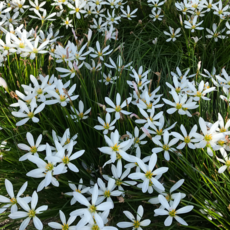 [꽃비할매] 나도 샤프란 10구 50구 100구, 1개