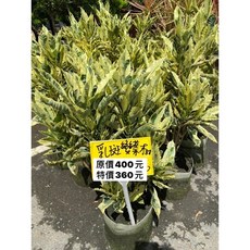 霏霏園藝 乳斑變葉木 7吋盆栽 仿真植物裝飾, 1個