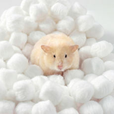 레이지플래닛 반려동물 오늘도 뒹굴뒹굴 솜베딩 화이트, 1개, 40g