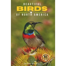 (영문도서)Beautiful Birds of North America: A Calming Coffee Table Photo Collection for Se... Paperback, Independently Published, English, 9798276165004