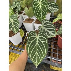 霏霏園藝 水晶花燭 叢生7吋盆栽, 1個