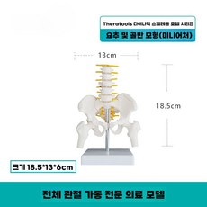 인간 척추 모형 미니 요추 기본형 모양 보건교육 고퀄, A 동적 요추 골반 모델