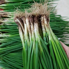 얘천 회룡포 쪽파, 1개, 1kg