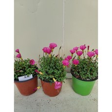 [플라워사랑] 도화 사랑초, 1개, 진핑크