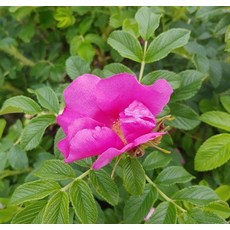 해당화 20립 (재래종) 야생화 종자(SL)