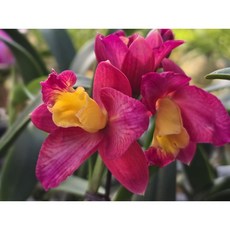 [꽃밭에서 난원] 서양란/카틀레야(칩베리 1개), 1개