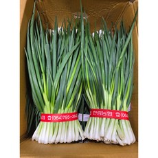 국내산 깐쪽파 10단 10kg, 10개