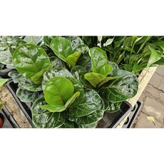 도자기랑나무랑 숯화분, 인도고무나무, 1개, 1개