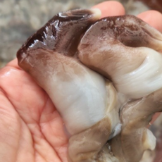 [당일발송] 여수산 제철 프리미엄 초코새조개 / 생물 초코새조개, 1개, 200g (15미내외)