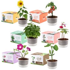 식물 키우기 키트 씨앗 세트 방울토마토 해바라기 바질 봉선화 나팔꽃 강낭콩 식목일, 1)빨간 방울토마토