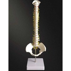 인체 척추 모형 해부학 과학실 골격 실습 교육용 시뮬레이션, 45cm (골반 + 대퇴골두 + 컬러), 1개