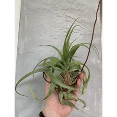 電捲x霸王（國際）（附鋁線） 輕鬆打造自然蓬鬆捲髮造型, 1個