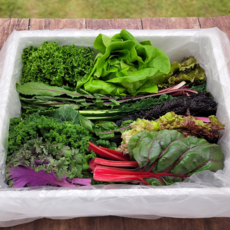 [비교불가] 허브온 모듬쌈 압도적 품질, 1개, 유러피안 모듬쌈 700g