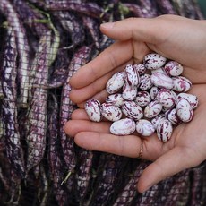 국내산 건조 혼합 강낭콩 호랑이콩 깐콩 껍질콩, 건조호랑이콩 500g, 1개