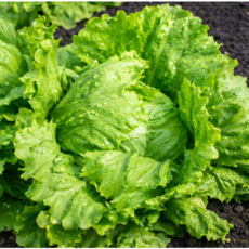 [신일농산] 국내산 양상추 12~20통 10kg (내외), 1박스