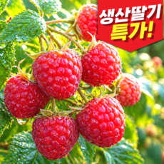 [오늘특가]2026년 국내산 생과 생 산딸기, 1개, 250g