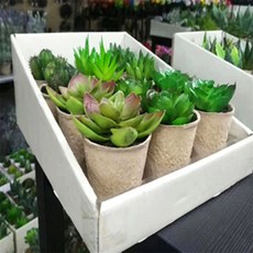 종이화분 씨앗화분 집에서채소키우기