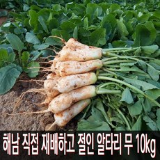 해남 직접 재배하고 절인 알타리무 10kg, 1박스, 11월 30일 출발 12월 1일 도착