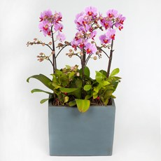 연핑크 호접란MTFF050, 서울특별시／광역시／경기도, 베이직, 필요없음