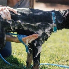 반려동물 목욕 샤워 스프레이 브러쉬 목욕브러쉬 애견