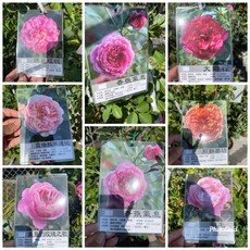 霏霏園藝 慢性玫瑰，高度100公分以上, 2年苗600元, 1個