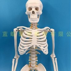 包郵!人體骨骼附椎間盤及脊柱神經模型 85CM骨架模型 脊柱脊椎骷髏模型人體模型 教学 模型 穴位 關節骨架 模具, 人體骨骼附椎間盤及脊
