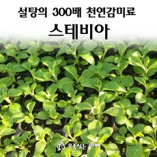 [모종심는아빠] 설탕의 300배 천연감미료 스테비아 허브모종, 1개