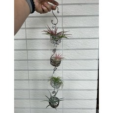 空氣鳳梨 空鳳架 手作 鋁線架, 1個, 古銅色（四個一組，含植物，含S掛鉤）
