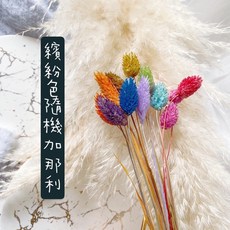 萬花。瞳 不凋加那利乾燥花素材, 隨機顏色